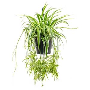 Chlorophytum ocean hangplant Chlorophytum ocean hangplant