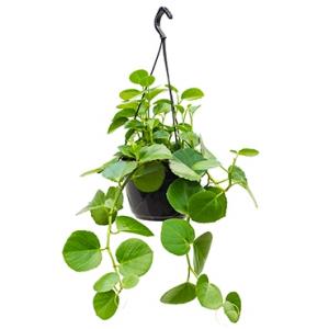 Cissus rotundifolia hangplant Cissus rotundifolia hangplant