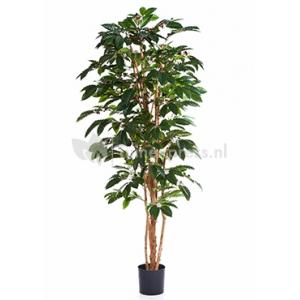 Kunstplant Coffea arabica M Kunstplant Coffea arabica M