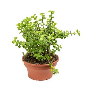 Crassula afra M kamerplant Crassula afra M kamerplant