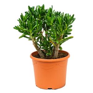 Crassula gollum M kamerplant Crassula gollum M kamerplant