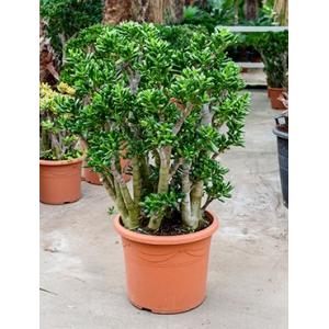 Crassula gollum XL kamerplant Crassula gollum XL kamerplant