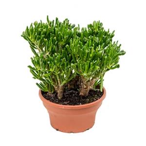 Crassula hobbit M kamerplant Crassula hobbit M kamerplant