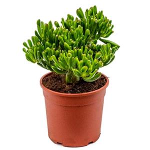 Crassula hobbit S kamerplant Crassula hobbit S kamerplant