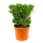 Crassula horntree L kamerplant