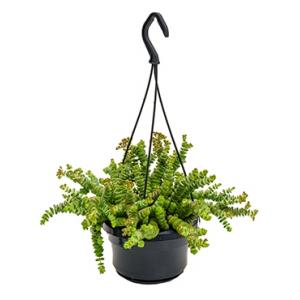Crassula hottentot S hangplant Crassula hottentot S hangplant