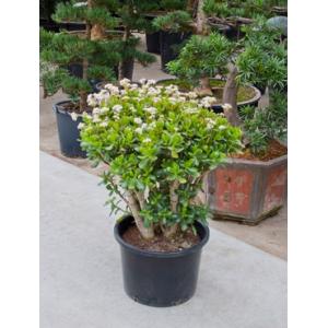 Crassula ovata XL kamerplant Crassula ovata XL kamerplant