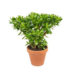 Crassula ovata M2 kamerplant Crassula ovata M2 kamerplant