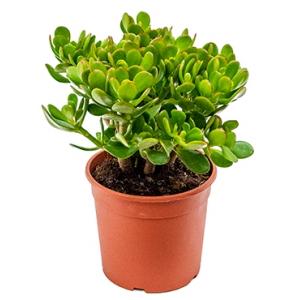 Crassula ovata XXS kamerplant Crassula ovata XXS kamerplant