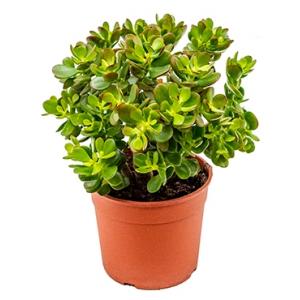 Crassula ovata minor S kamerplant Crassula ovata minor S kamerplant