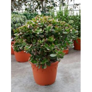 Crassula sunset M kamerplant Crassula sunset M kamerplant
