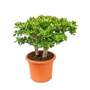 Crassula sunset L kamerplant Crassula sunset L kamerplant