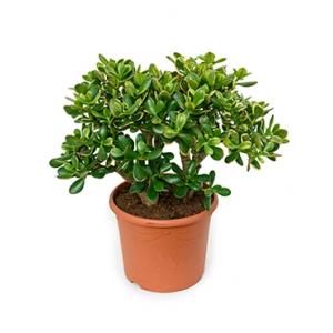 Crassula sunset S kamerplant Crassula sunset S kamerplant