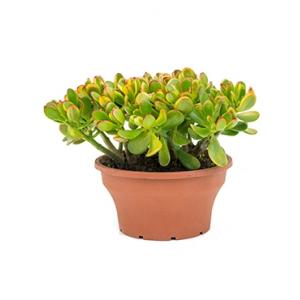 Crassula sunset XS kamerplant Crassula sunset XS kamerplant