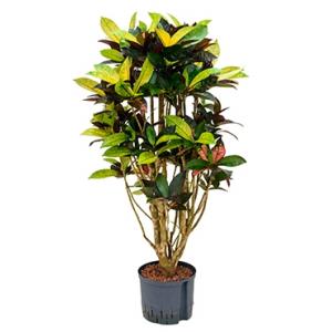 Croton iceton L hydrocultuur plant Croton iceton L hydrocultuur plant