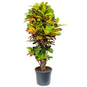 Croton iceton L kamerplant Croton iceton L kamerplant