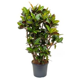 Croton petra L kamerplant Croton petra L kamerplant
