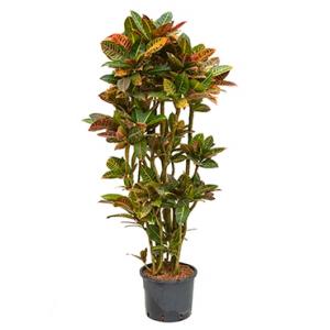 Croton petra vertakt L hydrocultuur plant Croton petra vertakt L hydrocultuur plant