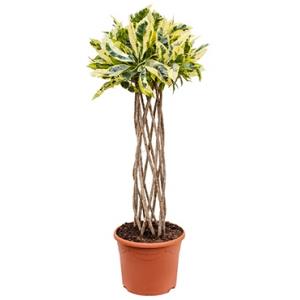 Croton tamara kamerplant Croton tamara kamerplant