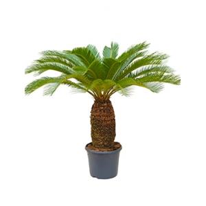 Cycas Palm revoluta stam XL kamerplant Cycas Palm revoluta stam XL kamerplant