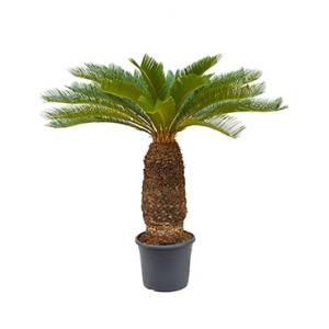 Cycas Palm revoluta stam XXL kamerplant Cycas Palm revoluta stam XXL kamerplant
