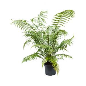 Dicksonia antartica L boomvaren kamerplant Dicksonia antartica L boomvaren kamerplant