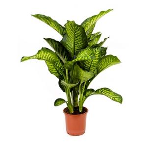 Dieffenbachia maroba S kamerplant Dieffenbachia maroba S kamerplant