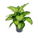 Dieffenbachia maroba hydrocultuur plant