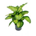 Dieffenbachia maroba hydrocultuur plant
