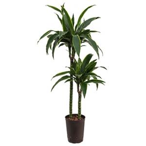 Dracaena arturo M hydrocultuur plant Dracaena arturo M hydrocultuur plant