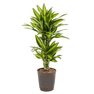 Dracaena cintho belem hydrocultuur plant Dracaena cintho belem hydrocultuur plant
