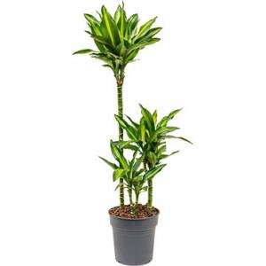 Dracaena cintho XS kamerplant Dracaena cintho XS kamerplant