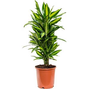 Dracaena cintho M kamerplant Dracaena cintho M kamerplant