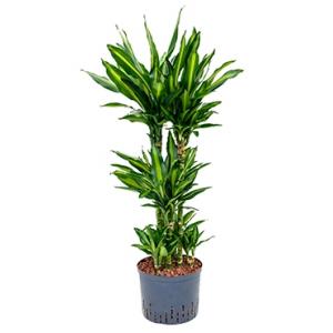 Dracaena cintho campinas hydrocultuur plant Dracaena cintho campinas hydrocultuur plant