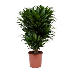 Dracaena compacta M kamerplant Dracaena compacta M kamerplant