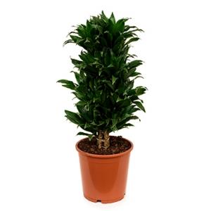 Dracaena compacta L kamerplant Dracaena compacta L kamerplant