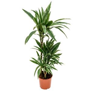Dracaena deremensis S kamerplant Dracaena deremensis S kamerplant
