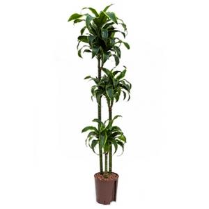 Dracaena dorado huara hydrocultuur plant Dracaena dorado huara hydrocultuur plant