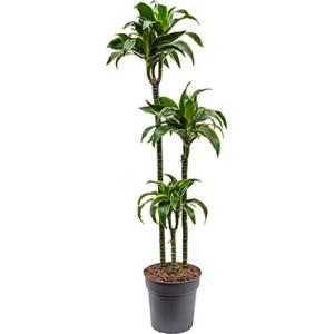 Dracaena dorado M kamerplant Dracaena dorado M kamerplant