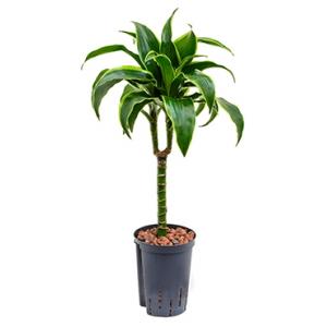 Dracaena dorado talca hydrocultuur plant Dracaena dorado talca hydrocultuur plant