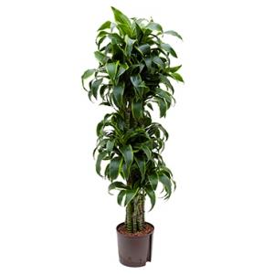 Dracaena dorado temuco hydrocultuur plant Dracaena dorado temuco hydrocultuur plant