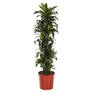 Dracaena dorado XL kamerplant Dracaena dorado XL kamerplant