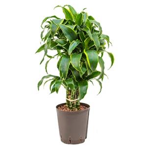 Dracaena dorado curico hydrocultuur plant Dracaena dorado curico hydrocultuur plant