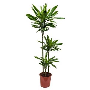 Dracaena gold dream kamerplant Dracaena gold dream kamerplant