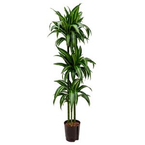 Dracaena hawaiian sunshine trio M hydrocultuur plant Dracaena hawaiian sunshine trio M hydrocultuur plant