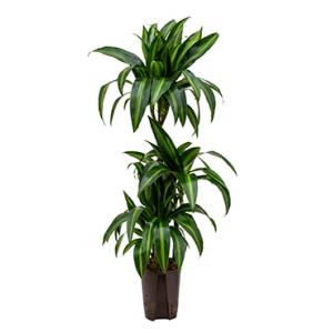 Dracaena hawaiian sunshine trio S hydrocultuur plant Dracaena hawaiian sunshine trio S hydrocultuur plant
