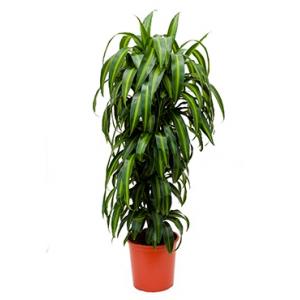 Dracaena hawaiian sunshine L kamerplant Dracaena hawaiian sunshine L kamerplant