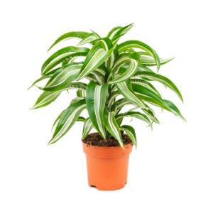 Dracaena jade jewel khaeyut guzeeth kamerplant Dracaena jade jewel khaeyut guzeeth kamerplant
