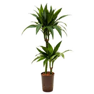 Dracaena janet craig duo hydrocultuur plant Dracaena janet craig duo hydrocultuur plant