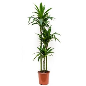 Dracaena janet craig S kamerplant Dracaena janet craig S kamerplant